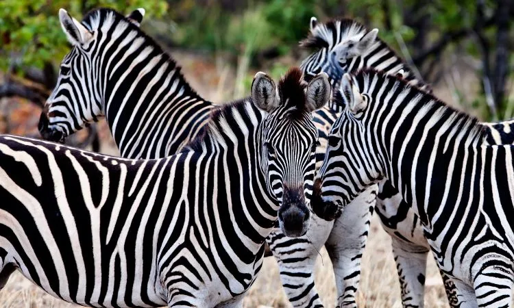 Zebras in Kruger National Park - Bucket List Experiences