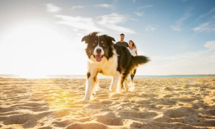 Best Dog Friendly Beaches 