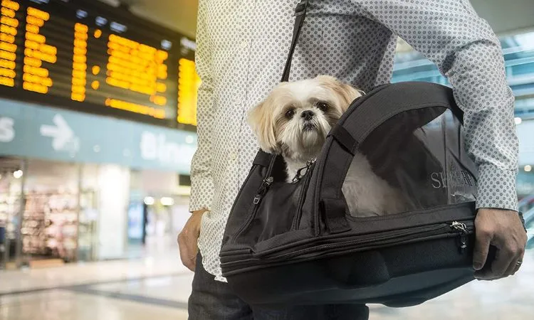 Check Pet Policies and Fees Before Booking - Best Pet Friendly Airlines