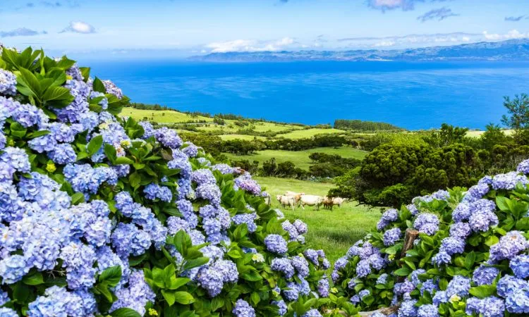 Typical azorean landscape with green hills, cows and hydrangeas, Pico Island, Azores - Off the Beaten Path