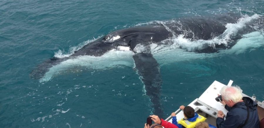 Kalbarri Whale Watching Tour