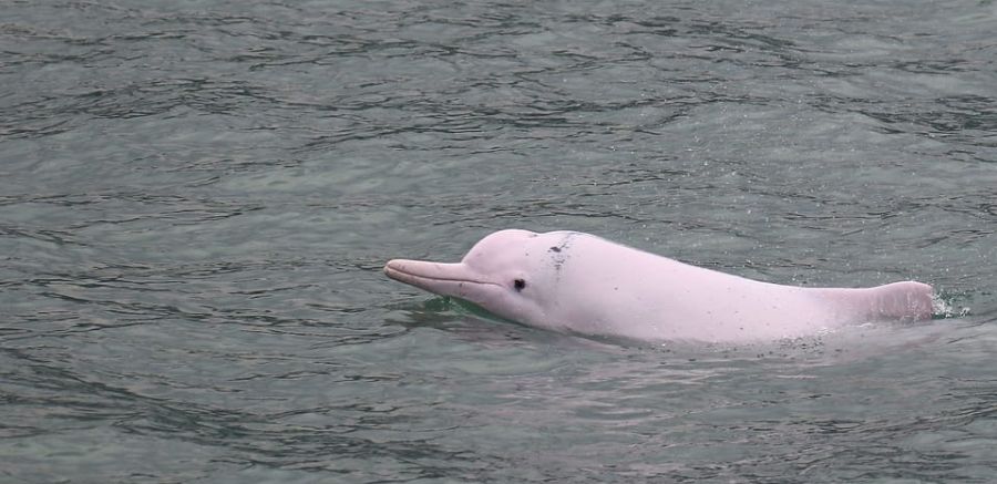 Lantau Island Wonders Dolphin Cruise and Big Buddha Experience